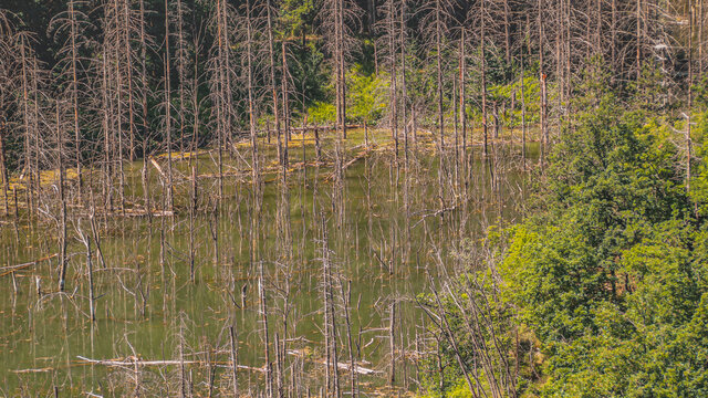 na zdjęciu widzimy wymarły las zalany przez wody gruntowe . Miejsce znajduje się w okolicy miasteczka Corniolo we Włoskim regionie Emilia Romagna
