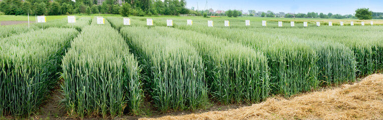 Panoramic view of demo plots sectors of cereals with new varieties in agriculture