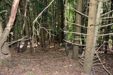 Arbres au travers d'une foret