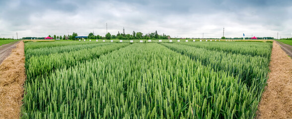 demonstration plot of grain crops, new varieties in agriculture