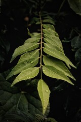 green leaf on a black background