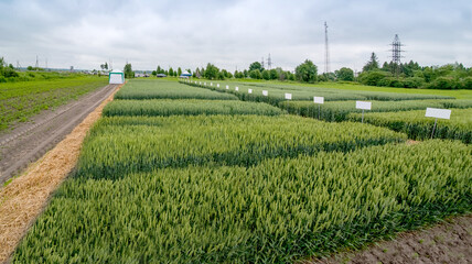 demonstration sectors of plot grain crops, new varieties in agriculture, top view