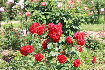 Obraz premium bright beautiful rose in a botanical garden