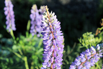 Lupine flower