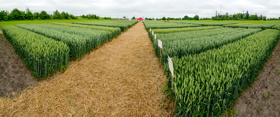 divided sectors of the demo plot of grain with a table plate, new varieties in agriculture
