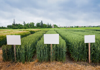 divided sectors demo plots of cereals with pointers, new varieties of winter wheat