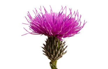burdock flower isolated