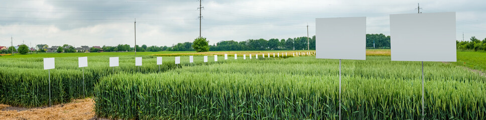 panoramic view of divided sectors demo plots of cereals with pointers, new varieties in agriculture