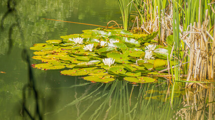 Na zdjęciu widzimy przepiękne lilie wodne pływające po stawie na szczycie góry nieopodal górskiego włoskiego miasteczka Corniolo. © Piotr