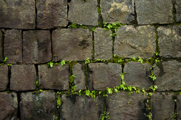 Stone wall with small plants