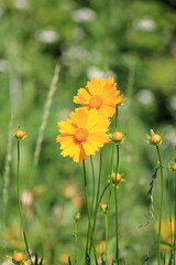 beautiful bright flowers in city park