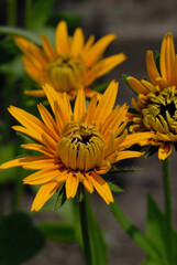 Yellow flowers in the garden closeup. Shallow depth of field
