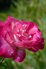 Roses in summer season closeup. Shallow depth of field