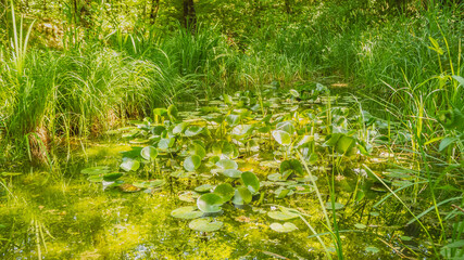 Na zdjęciu widoczny jest staw oraz lilie wodne znajdujące się w ogrodzie botanicznym we Włoszech © Piotr