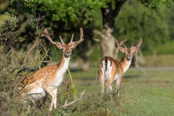 white tailed deer strolling through the dunes
