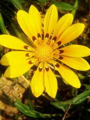 yellow daisy flowerflower, yellow, nature, garden, plant, summer, green, flowers, macro, flora, bloom, daisy, petal