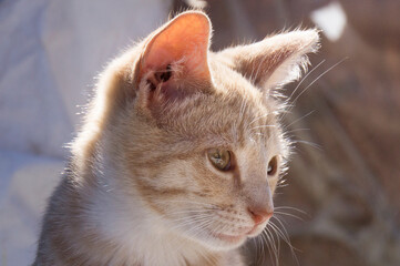 cute little cat portrait