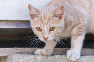 cute little cat portrait