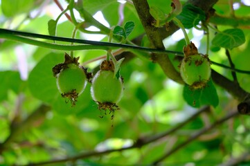 kiwi plants with ripening fruits