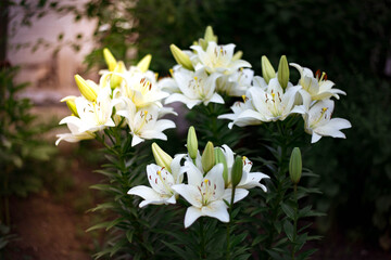 white lilies  flowers in the garden