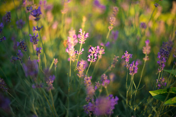 Fototapeta premium purple flowers of lavander in the field