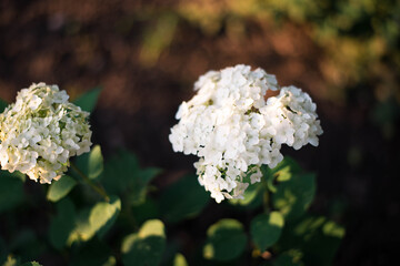 white hydranea flowers in the forest