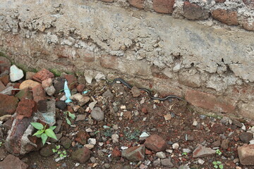 Indian buff striped keelback