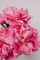 pink peony close up on white background