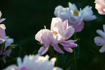 White pinkish peony flower in the sun light