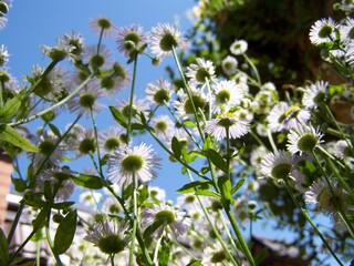 white flowers on blue sky background