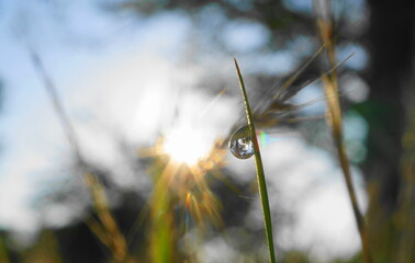morningdrop
