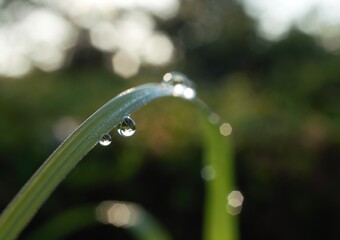 morningdrop