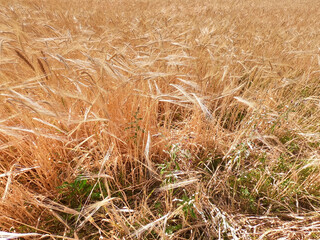 Background of ripe ears of bread. Yellow wheat field. Close-up of nature. Harvest of bread. Summer landscape