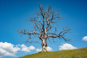 lonely dead dry tree