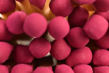 Matches made of wood, close-up.