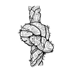 Rope knot isolated on white background. Hand drawn rope knot sketch. Marine cord knot. Marine theme line icon. Jute or hemp twisted cord. Symbol for trust,faith, metaphor for strength or stress.Vector