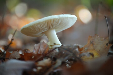 Makro of beautiful Mushroom in Forest
