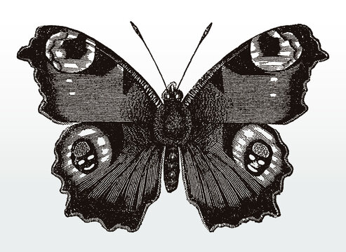 Peacock butterfly, aglais io, in top view from eastern North America after an antique illustration from the 19th century