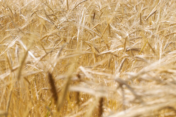 Background of ripe ears of bread. Yellow wheat field. Close-up of nature. Harvest of bread. Summer landscape