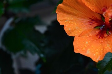 Hibiscus after rain