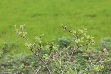 Indian plum tree with blured paddy field background.