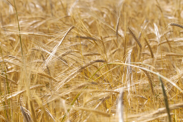 Background of ripe ears of bread. Yellow wheat field. Close-up of nature. Harvest of bread. Summer landscape