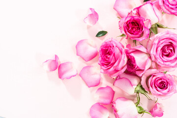 Pink roses
