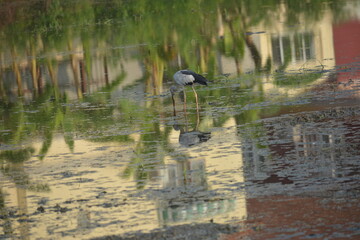 black crowned night heron on the water