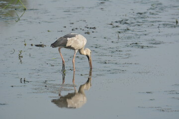 great blue heron in the water