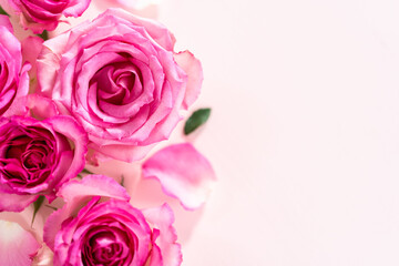 Pink roses