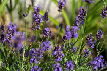 Biene auf Lavendel