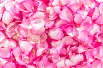 Obraz premium Rose petals
