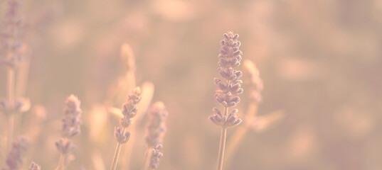 Lavendel Bokeh