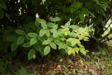 かわいい葉っぱ